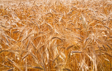 ears of wheat in field