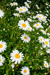 Fototapeta premium many camomiles on meadow