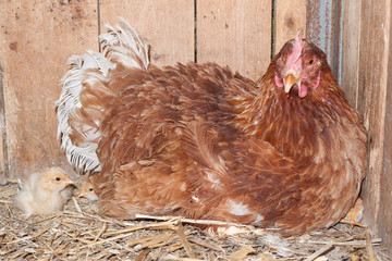 Chicks in the henhouse