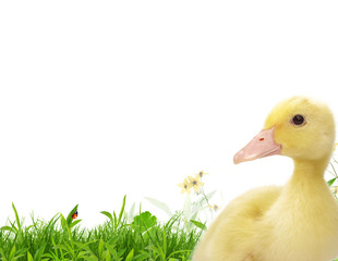 Flapper in a spring meadow