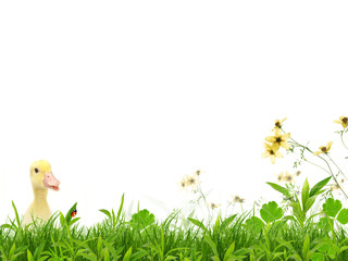 Flapper in a spring meadow