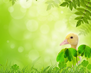 Flapper in a spring meadow