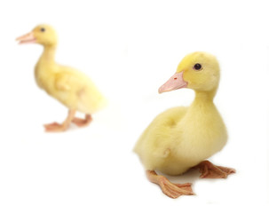 Cute little ducks on white background