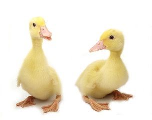 Cute little ducks on white background