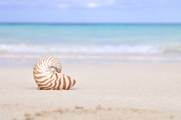 Fototapeta na wymiar nautilus shell on beach and blue tropical sea