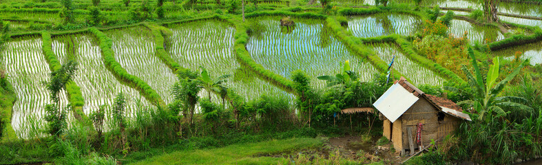 Rice field © TravelPhotoBloggers