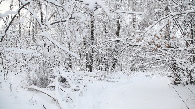 Winter forest sequence. Dolly shot