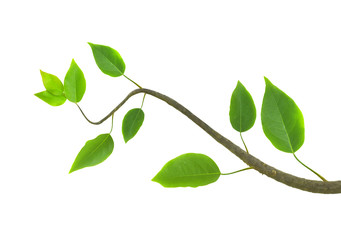 Leaves