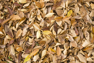 落ち葉が広がった地面