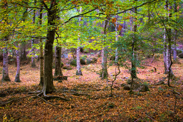 Beautiful forest in the national park of Peneda Geres in the nor