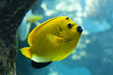 Poisson ange à trois tâches - Nouvelle  Calédonie