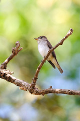 Asian Brown Flycatcher