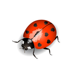 Vector illustration of a ladybug with hearts on back