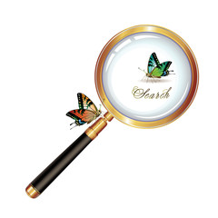 Magnifying glass and butterfly isolated on white background