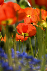 Blumenwiese 3