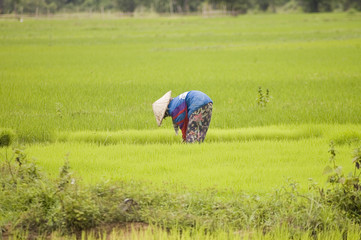 laos227