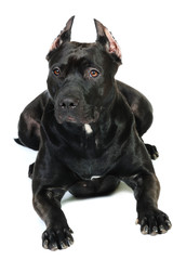 American Staffordshire terrier in front of a white background