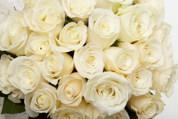Fototapeta na wymiar Cream roses