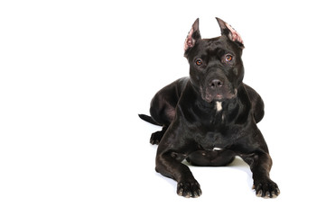Fototapeta premium American Staffordshire terrier in front of a white background