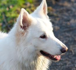 white belgian shepherd headshot