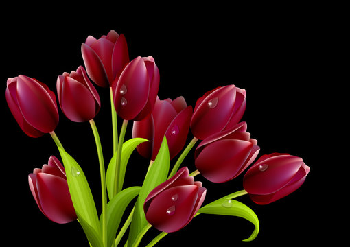 Bunch of red tulips isolated on black background