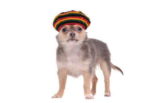 Funny chihuahua puppy in rastafarian hat