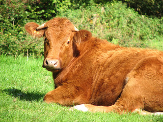 Brown cow