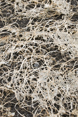 Rotting plant components
