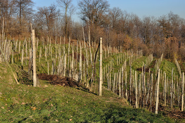 Fototapeta premium winter in vineyard, lombardy