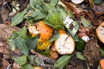 Zest on a compost heap