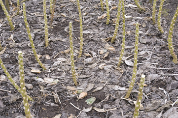 Brussel Sprout Stems