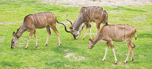 A male  and two female kudus grazing