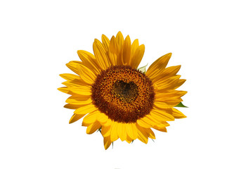 Fototapeta premium Sunflower isolated