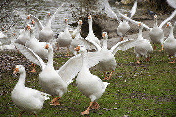 Gansos