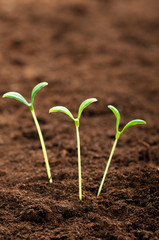 Green seedling illustrating concept of new life