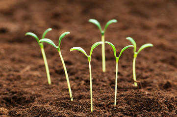 Green seedling illustrating concept of new life
