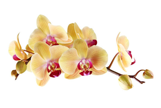 Fototapeta Yellow orchid on a white background