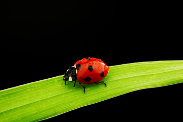 ladybug isolated on black