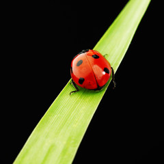 ladybug isolated on black