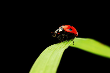 ladybug isolated on black