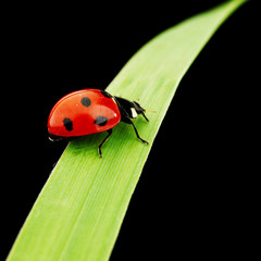 ladybug isolated on black