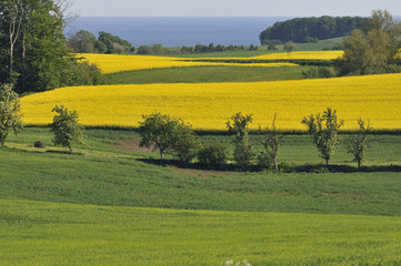 Fields and groves close to Baltic Sea