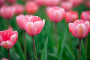 pink tulips