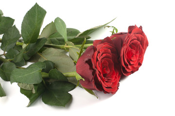 Fototapeta premium two red roses