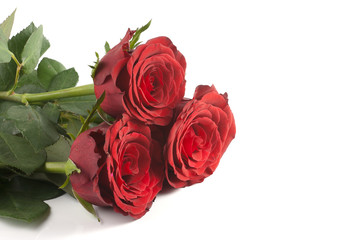 three red roses