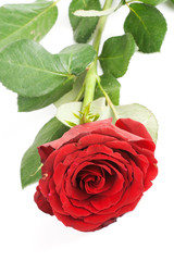 Naklejka premium one red rose