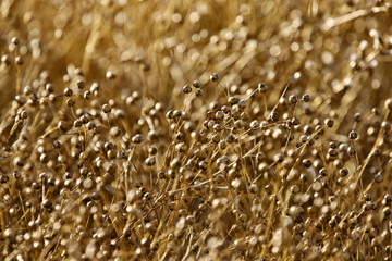 Ripe Flax