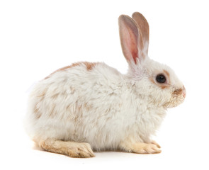 Fototapeta premium White small rabbit