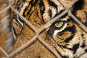 Naklejka premium Tiger close up