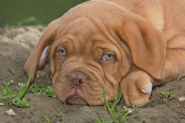 Dogue de bordeaux